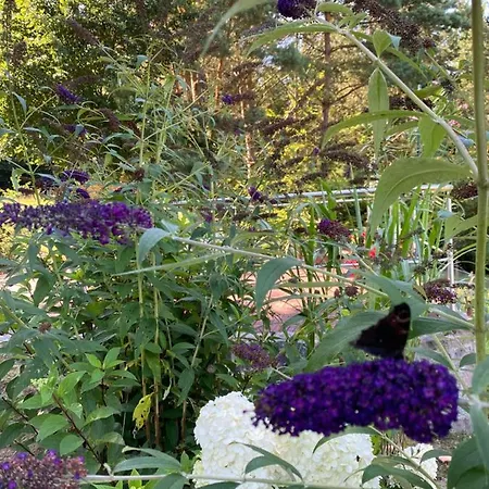 Lesny * オストシツェ