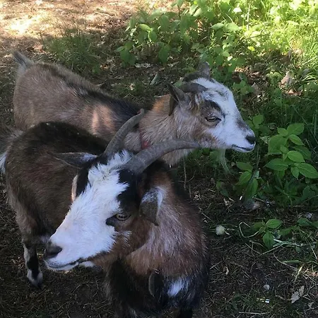 Lesny アパート *